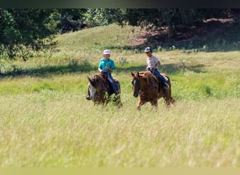 Tinker, Hongre, 7 Ans, Buckskin