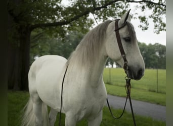 Tinker, Hongre, 7 Ans, Gris