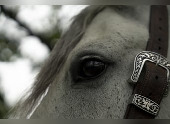 Tinker, Hongre, 7 Ans, Gris
