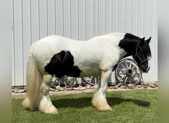 Tinker, Hongre, 7 Ans, Pinto