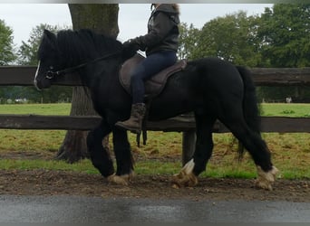 Tinker, Hongre, 8 Ans, 128 cm, Noir