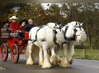 Tinker, Hongre, 8 Ans, 132 cm, Blanc