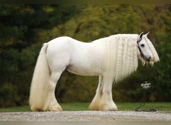 Tinker, Hongre, 8 Ans, 132 cm, Blanc