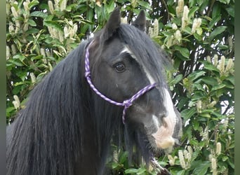 Tinker, Hongre, 8 Ans, 133 cm, Noir