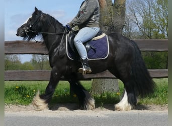Tinker, Hongre, 8 Ans, 133 cm, Noir