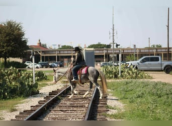 Tinker, Hongre, 8 Ans, 142 cm, Rouan Bleu