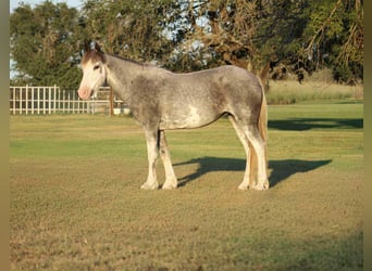 Tinker, Hongre, 8 Ans, 142 cm, Rouan Bleu