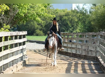 Tinker, Hongre, 8 Ans, 142 cm, Rouan Bleu