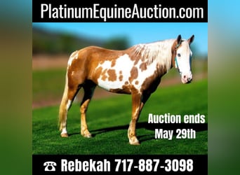 Tinker, Hongre, 8 Ans, 150 cm, Palomino