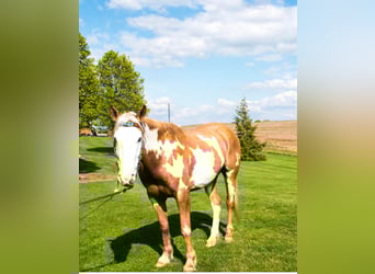 Tinker, Hongre, 8 Ans, 150 cm, Palomino