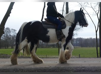 Tinker, Hongre, 8 Ans, 151 cm, Pinto
