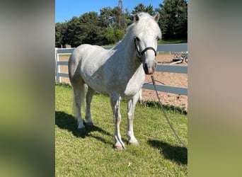 Tinker, Hongre, 8 Ans, Gris pommelé