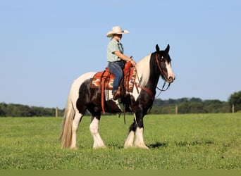 Tinker, Hongre, 8 Ans, Pinto
