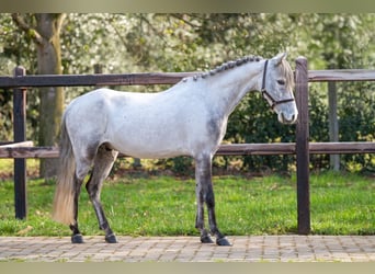 Tinker, Hongre, 9 Ans, 118 cm