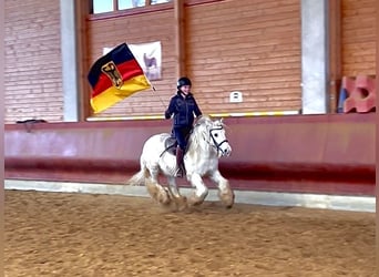 Tinker, Hongre, 9 Ans, 135 cm, Pinto