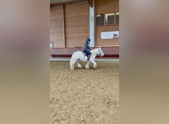 Tinker, Hongre, 9 Ans, 135 cm, Pinto