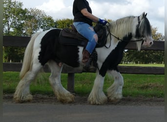 Tinker, Hongre, 9 Ans, 137 cm, Pinto