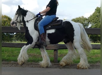 Tinker, Hongre, 9 Ans, 137 cm, Pinto