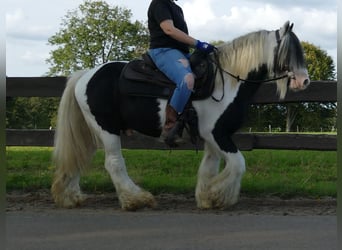 Tinker, Hongre, 9 Ans, 137 cm, Pinto
