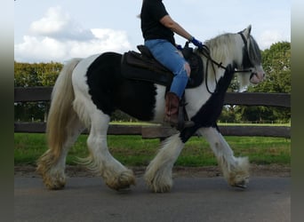 Tinker, Hongre, 9 Ans, 137 cm, Pinto