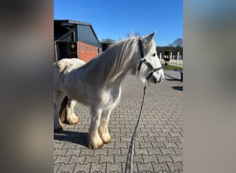 Tinker, Hongre, 9 Ans, 138 cm, Gris