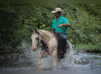 Tinker, Hongre, 9 Ans, 142 cm, Alezan brûlé