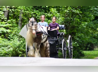 Tinker, Hongre, 9 Ans, 142 cm, Pinto