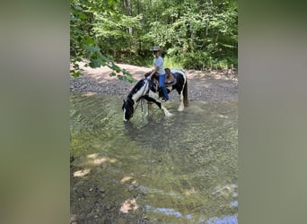 Tinker, Hongre, 9 Ans, 145 cm, Tobiano-toutes couleurs