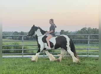 Tinker, Hongre, 9 Ans, 145 cm, Tobiano-toutes couleurs