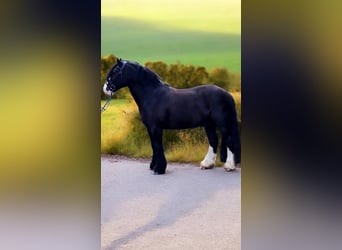 Tinker, Hongre, 9 Ans, 148 cm, Noir