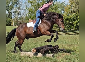 Tinker Croisé, Hongre, 9 Ans, 150 cm, Bai cerise