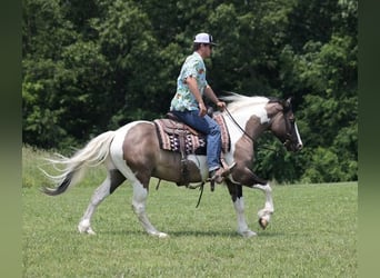 Tinker, Hongre, 9 Ans, 150 cm, Grullo