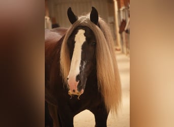 Tinker, Hongre, 9 Ans, 152 cm