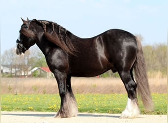 Tinker, Hongre, 9 Ans