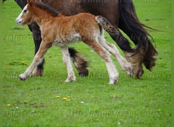 Tinker, Hongre, Poulain (01/2026), 153 cm