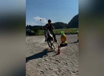 Tinker, Jument, 10 Ans, 133 cm, Blanc