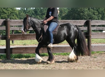 Tinker, Jument, 10 Ans, 133 cm, Noir