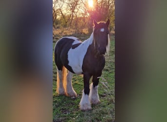 Tinker, Jument, 10 Ans, Pinto