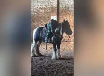 Tinker, Jument, 10 Ans, Pinto