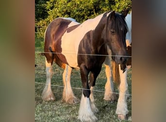 Tinker, Jument, 10 Ans, Pinto