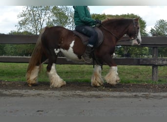 Tinker, Jument, 11 Ans, 128 cm, Alezan