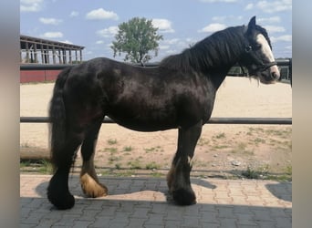 Tinker, Jument, 11 Ans, 130 cm