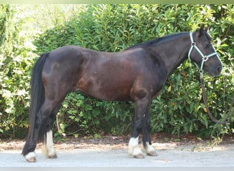 Tinker, Jument, 11 Ans, 133 cm, Noir