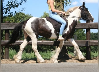 Tinker, Jument, 11 Ans, 136 cm, Pinto