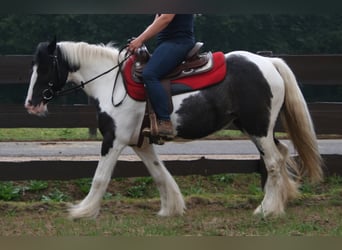 Tinker, Jument, 11 Ans, 142 cm, Pinto