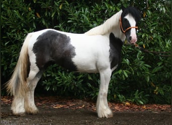 Tinker, Jument, 11 Ans, 142 cm, Pinto