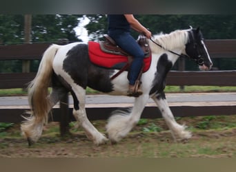 Tinker, Jument, 11 Ans, 142 cm, Pinto