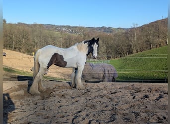 Tinker, Jument, 11 Ans, 148 cm, Pinto