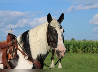 Tinker Croisé, Jument, 11 Ans, 170 cm, Pinto