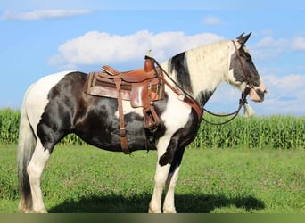 Tinker Croisé, Jument, 11 Ans, 170 cm, Pinto